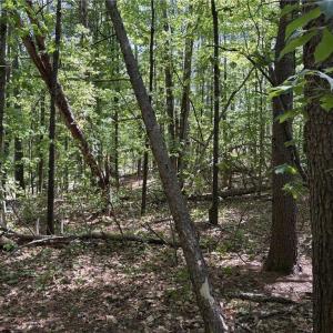 Photo #14 of Woodwinds, Pelham, NC 3.2 acres