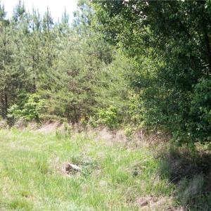 Photo #3 of Floyd, Eden, NC 33.3 acres