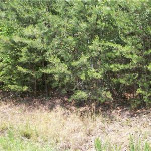 Photo #4 of Floyd, Eden, NC 33.3 acres