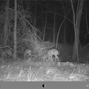 Photo #23 of 5706 TURNER SMITH, Browns Summit, NC 6.4 acres