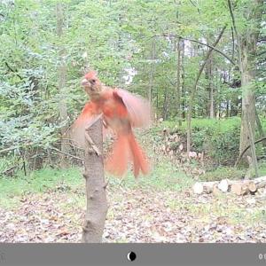 Photo #22 of 5706 TURNER SMITH, Browns Summit, NC 6.4 acres