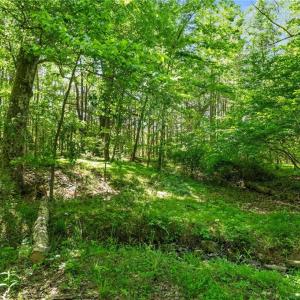 Path to Stream at the back of property