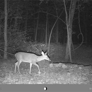 Photo #20 of 5706 TURNER SMITH, Browns Summit, NC 6.4 acres