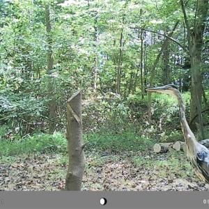 Photo #19 of 5706 TURNER SMITH, Browns Summit, NC 6.4 acres
