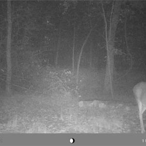 Photo #21 of 5706 TURNER SMITH, Browns Summit, NC 6.4 acres