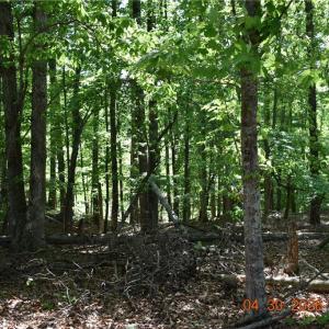 Photo #6 of 843 Renn, Stokesdale, NC 31.9 acres