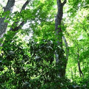 Photo #23 of Hilltop View, Germanton, NC 75.0 acres