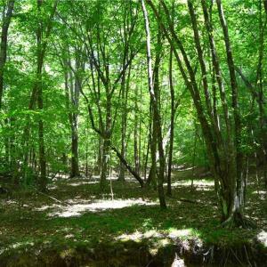 Photo #27 of Hilltop View, Germanton, NC 75.0 acres
