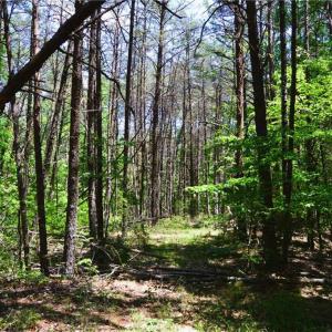 Photo #6 of Hilltop View, Germanton, NC 75.0 acres