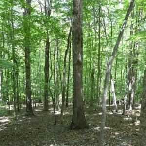 Photo #13 of Hilltop View, Germanton, NC 75.0 acres