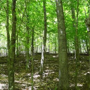Photo #16 of Hilltop View, Germanton, NC 75.0 acres
