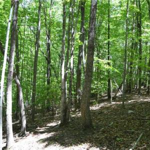 Photo #12 of Hilltop View, Germanton, NC 75.0 acres