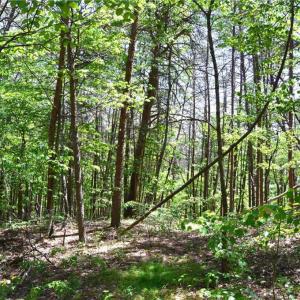 Photo #7 of Hilltop View, Germanton, NC 75.0 acres