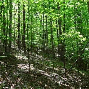 Photo #32 of Hilltop View, Germanton, NC 75.0 acres