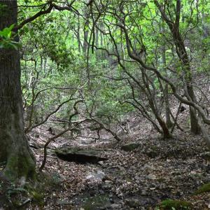 Photo #1 of Hilltop View, Germanton, NC 75.0 acres