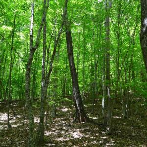 Photo #28 of Hilltop View, Germanton, NC 75.0 acres