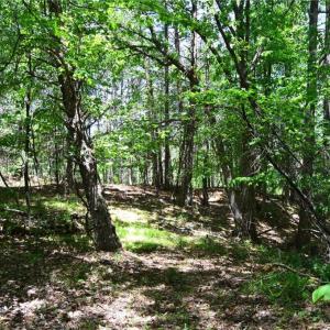 Photo #5 of Hilltop View, Germanton, NC 75.0 acres