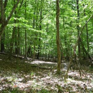 Photo #20 of Hilltop View, Germanton, NC 75.0 acres