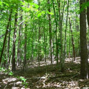 Photo #9 of Hilltop View, Germanton, NC 75.0 acres
