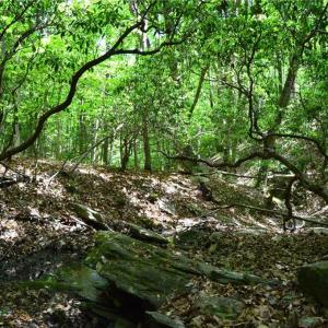 Photo #24 of Hilltop View, Germanton, NC 75.0 acres