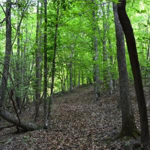 Photo #30 of Hilltop View, Germanton, NC 75.0 acres