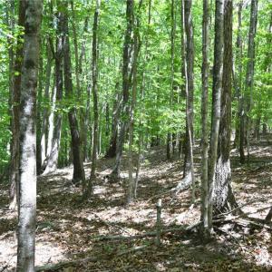 Photo #10 of Hilltop View, Germanton, NC 75.0 acres