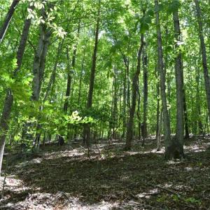 Photo #14 of Hilltop View, Germanton, NC 75.0 acres