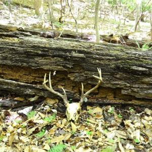 Photo #15 of Hilltop View, Germanton, NC 75.0 acres