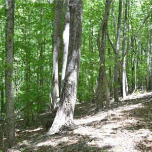 Photo #11 of Hilltop View, Germanton, NC 75.0 acres