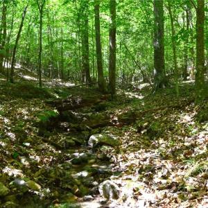 Photo #19 of Hilltop View, Germanton, NC 75.0 acres