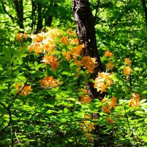 Photo #31 of Hilltop View, Germanton, NC 75.0 acres