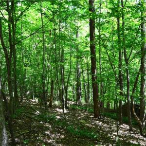 Photo #4 of Hilltop View, Germanton, NC 75.0 acres