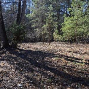 Photo #23 of 1344-1540 NC Highway 89, Danbury, NC 219.0 acres