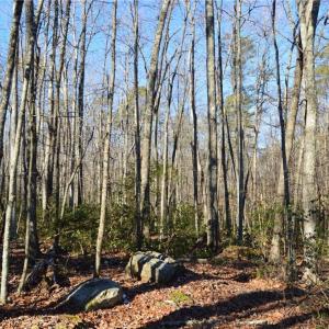 Photo #6 of 1344-1540 NC Highway 89, Danbury, NC 219.0 acres