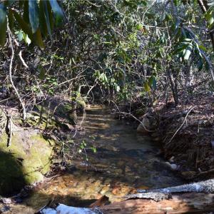 Photo #13 of 1344-1540 NC Highway 89, Danbury, NC 219.0 acres
