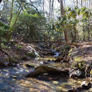 Photo #17 of 1344-1540 NC Highway 89, Danbury, NC 219.0 acres