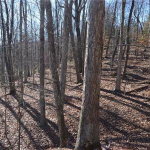 Photo #12 of 1344-1540 NC Highway 89, Danbury, NC 219.0 acres