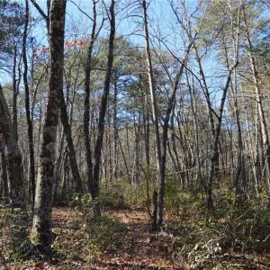 Photo #26 of 1344-1540 NC Highway 89, Danbury, NC 219.0 acres