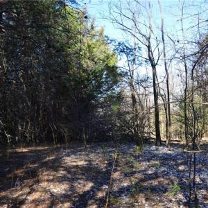 Photo #22 of 1344-1540 NC Highway 89, Danbury, NC 219.0 acres
