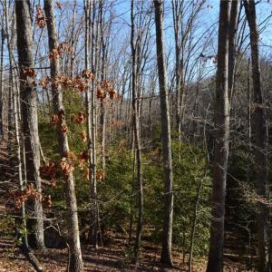 Photo #3 of 1344-1540 NC Highway 89, Danbury, NC 219.0 acres