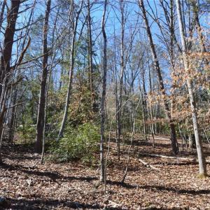 Photo #36 of 1344-1540 NC Highway 89, Danbury, NC 219.0 acres