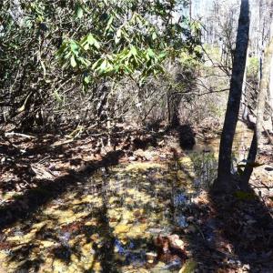 Photo #32 of 1344-1540 NC Highway 89, Danbury, NC 219.0 acres