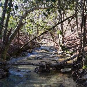 Photo #1 of 1344-1540 NC Highway 89, Danbury, NC 219.0 acres