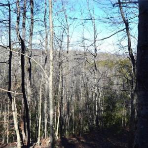 Photo #20 of 1344-1540 NC Highway 89, Danbury, NC 219.0 acres