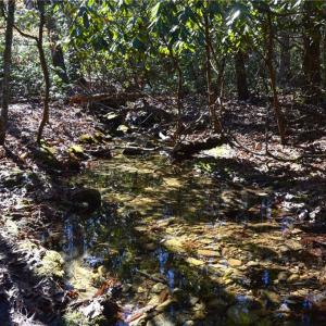 Photo #30 of 1344-1540 NC Highway 89, Danbury, NC 219.0 acres