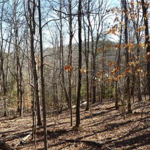 Photo #10 of 1344-1540 NC Highway 89, Danbury, NC 219.0 acres