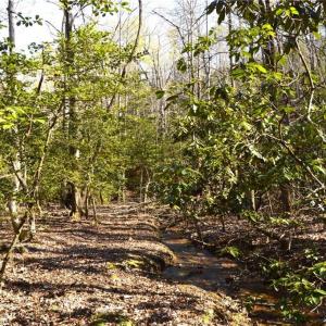 Photo #33 of 1344-1540 NC Highway 89, Danbury, NC 219.0 acres