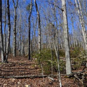 Photo #18 of 1344-1540 NC Highway 89, Danbury, NC 219.0 acres