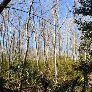 Photo #15 of 1344-1540 NC Highway 89, Danbury, NC 219.0 acres