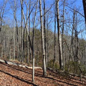 Photo #11 of 1344-1540 NC Highway 89, Danbury, NC 219.0 acres